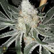 Symbiotic Genetics Seeds Dosi Punch