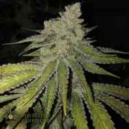 Symbiotic Genetics Seeds Kobe