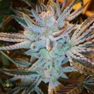 Symbiotic Genetics Seeds Orangeade