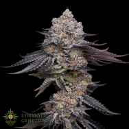 Symbiotic Genetics Seeds Wedding Crasher