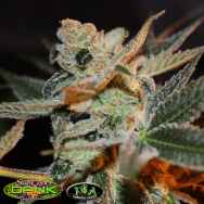 SubCools The Dank Seeds Cherry Lemonade