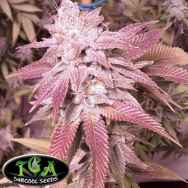 TGA SubCool Seeds Joshua Tree