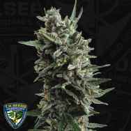 T H Seeds AUTO Critical HOG