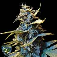 T H Seeds AUTO Northern HOG