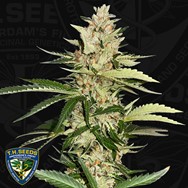 T H Seeds Banana Candy Krush