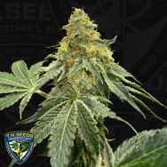 T H Seeds Buzzle