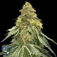 T H Seeds Buzzle