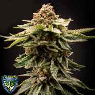 T H Seeds Candy Belt
