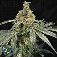 T H Seeds Flash