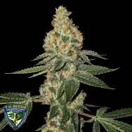 T H Seeds Green Candy Apple