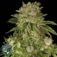 T H Seeds MK-Ultra Kush