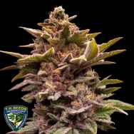 T H Seeds Pure Lemon Cherry