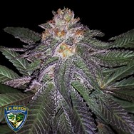 T H Seeds Purple Banana Cream