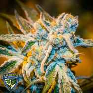 T H Seeds x Massive Creations Seeds Zorro