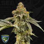 T H Seeds Zourgum