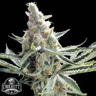 Crockett Family Farms Seeds Crocketts Tangie