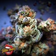 Taste-Budz Seeds Bubble Runtz