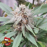 Taste-Budz Seeds AUTO Critical Banana Smoothie