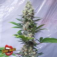 Taste-Budz Seeds Critical Banana Smoothie