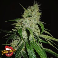 Taste-Budz Seeds Gelonade