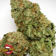 Taste-Budz Seeds Reefereshers