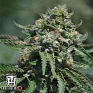 Terp Hogz Genetics (Plantinum Seeds) Berry Melon O