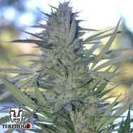 Terp Hogz Genetics (Plantinum Seeds) Clemonadez