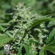 Terp Hogz Genetics (Plantinum Seeds) Pineapple Passion Zmoothie