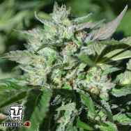 Terp Hogz Genetics (Plantinum Seeds) Pineapple Pellizino