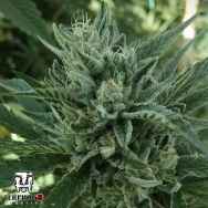 Terp Hogz Genetics (Plantinum Seeds) Black Hog