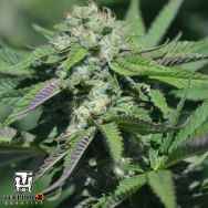 Terp Hogz Genetics (Plantinum Seeds) Caramel PinaZ