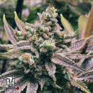 Terp Hogz Genetics (Plantinum Seeds) GrapefruitZ