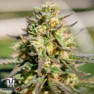 Terp Hogz Genetics (Plantinum Seeds) PelleZino