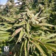 Terp Hogz Genetics (Plantinum Seeds) The Azucar