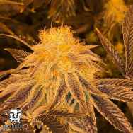 Terp Hogz Genetics (Plantinum Seeds) Z3