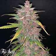 Top Shelf Elite Seeds AUTO Blueberry Sugar Pine