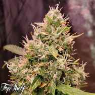 Top Shelf Elite Seeds AUTO Gucci Dreams