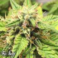 Top Shelf Elite Seeds AUTO Moon Fruit