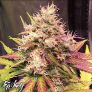 Top Shelf Elite Seeds AUTO Skush