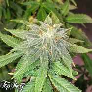 Top Shelf Elite Seeds Moon Fruit