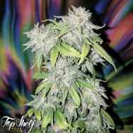 Top Shelf Elite Seeds Skush