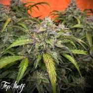 Top Shelf Elite Seeds AUTO Silver Napalm