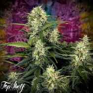 Top Shelf Elite Seeds AUTO Truffle Berry