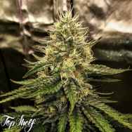 Top Shelf Elite Seeds Silver Napalm