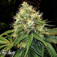 Top Shelf Elite Seeds Truffle Berry