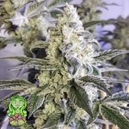 Trichome Jungle Seeds Cherry Soul