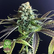 Trichome Jungle Seeds Opal Fruitz