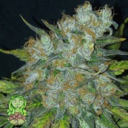 Trichome Jungle Seeds Pina Rina