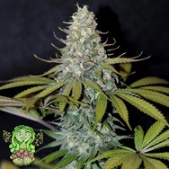 Trichome Jungle Seeds Pineapple Gummy