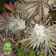 Trichome Jungle Seeds Pineapple Gunpowder